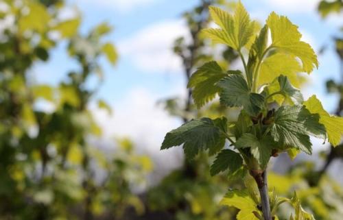 8 способов применения борной кислоты в саду и огороде. Зачем и как использовать борную кислоту для растений 04
