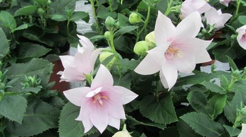 Платикодон, как зимует. Краткое описание растения 16 Платикодон, как зимует. Краткое описание растения 16