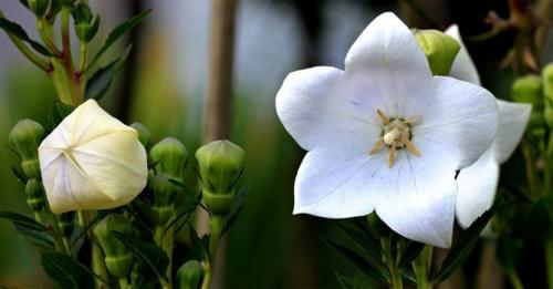 Платикодон, как зимует. Краткое описание растения