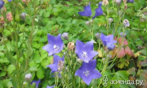 Платикодон комнатный. Японское чудо платикодон. Размножение, выращивание