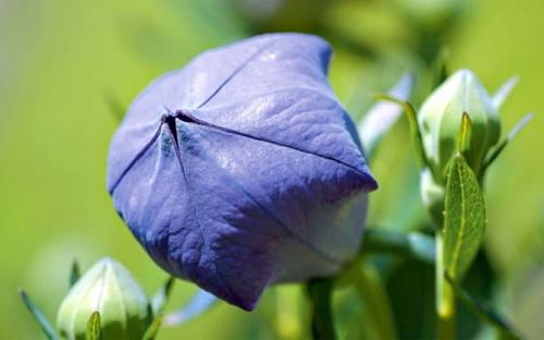 Платикодон, как зимует. Краткое описание растения