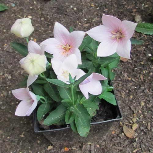 Платикодон из семян в домашних условиях: выращивание и уход за рассадой