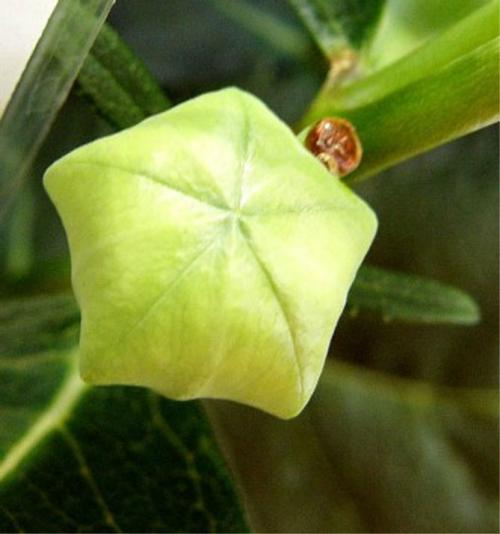 Платикодон, как зимует. Краткое описание растения