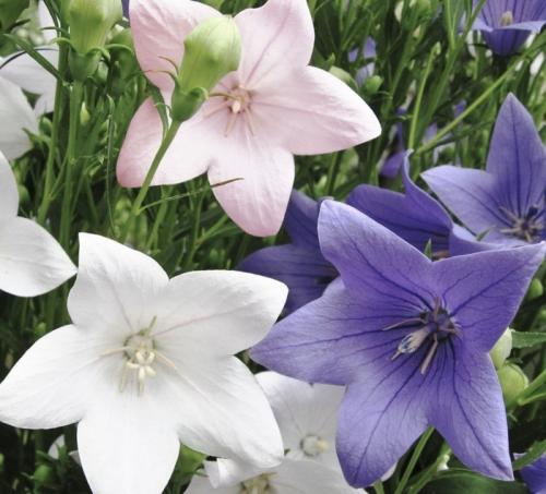 Платикодон, как зимует. Краткое описание растения 14 Платикодон, как зимует. Краткое описание растения 14