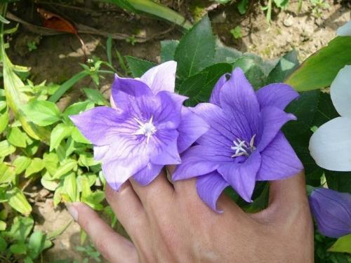 Платикодон, как зимует. Краткое описание растения 12 Платикодон, как зимует. Краткое описание растения 12