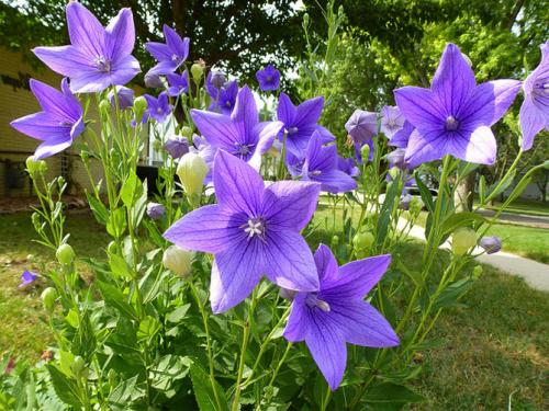 Платикодон, как зимует. Краткое описание растения