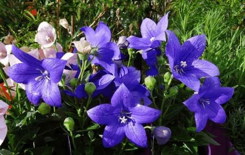 Платикодон, как зимует. Краткое описание растения 15 Платикодон, как зимует. Краткое описание растения 15