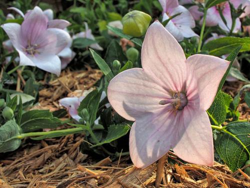 Платикодон, как зимует. Краткое описание растения