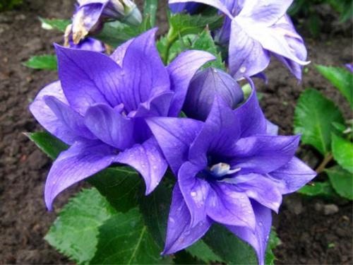 Платикодон, как зимует. Краткое описание растения