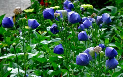 Платикодон, как зимует. Краткое описание растения