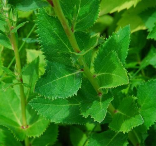 Платикодон, как зимует. Краткое описание растения