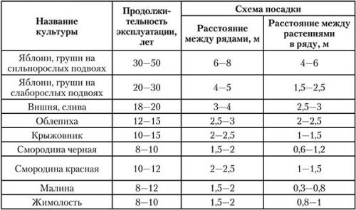 Полное руководство: как правильно разместить плодовые растения в вашем саду 01 Полное руководство: как правильно разместить плодовые растения в вашем саду 01