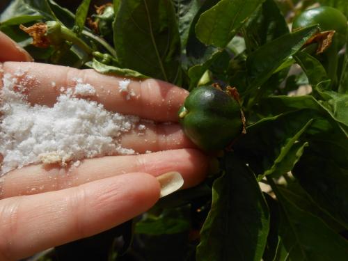 Борная кислота для комнатных растений. Борная подкормка для комнатных растений под корень и по листу