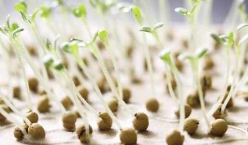 Борная кислота для дачных дел. Борная кислота от муравьев и других насекомых 09