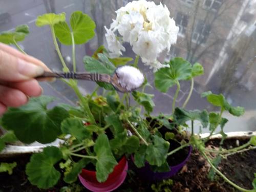 Борная кислота для комнатных растений. Борная подкормка для комнатных растений под корень и по листу