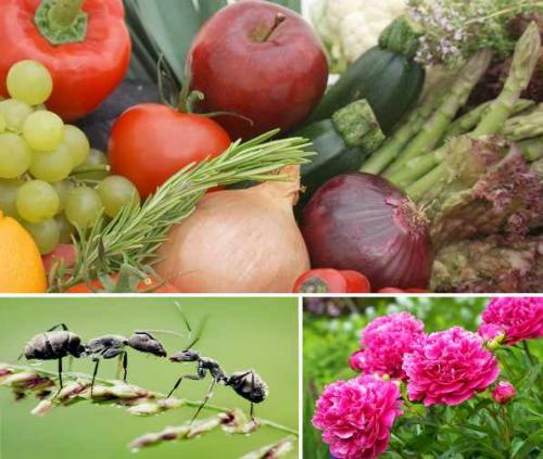 Борная кислота для дачных дел. Борная кислота от муравьев и других насекомых 04