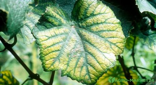 Борная кислота для растений на огороде и в саду — польза и инструкция 03