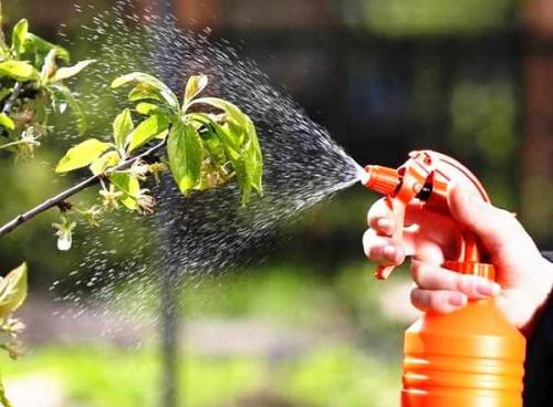 Применение борной кислоты в саду. Добавление статьи в новую подборку 05