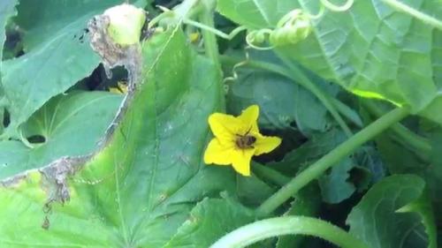 Сыворотка и борная кислота для огурцов. Зачем нужна огурцам борная кислота?