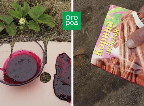 Борная кислота для комнатных цветов. Борная подкормка для комнатных растений под корень и по листу 04 Борная кислота для комнатных цветов. Борная подкормка для комнатных растений под корень и по листу 04