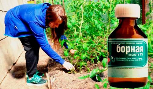 Как развести борную кислоту для опрыскивания. Когда и каким растениям необходима подкормка с борной кислоты?