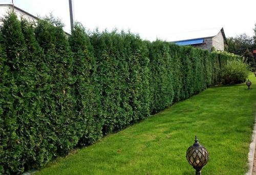 Как сажать туи от забора. Живая изгородь из туи: выбор сорта, правила посадки