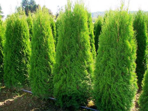 Как сажать туи от забора. Живая изгородь из туи: выбор сорта, правила посадки