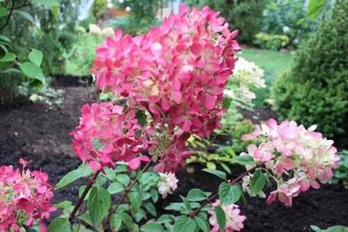 Морозостойкие сорта гортензии метельчатой. Зимостойкие, классические и новые сорта метельчатой гортензии с фото