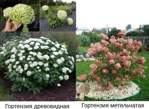 Гортензия метельчатая сорта. Чем отличается метельчатая от древовидной