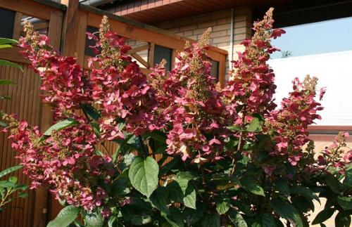 Морозостойкие сорта гортензии метельчатой. Зимостойкие, классические и новые сорта метельчатой гортензии с фото