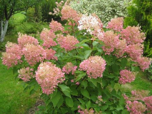 Морозостойкие сорта гортензии метельчатой. Зимостойкие, классические и новые сорта метельчатой гортензии с фото