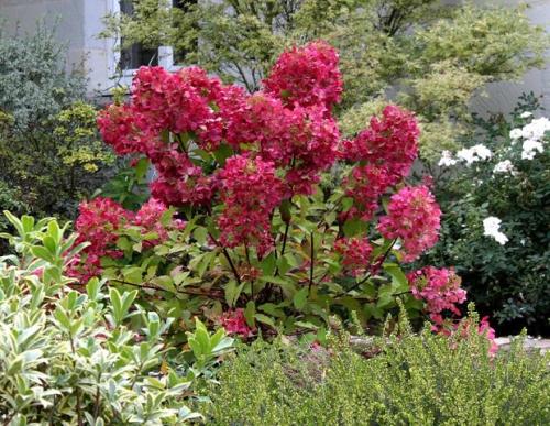 Морозостойкие сорта гортензии метельчатой. Зимостойкие, классические и новые сорта метельчатой гортензии с фото