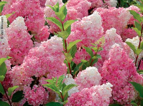 Как гортензия использовалась в древнем мире. Гортензии: история, происхождение и путешествие по миру