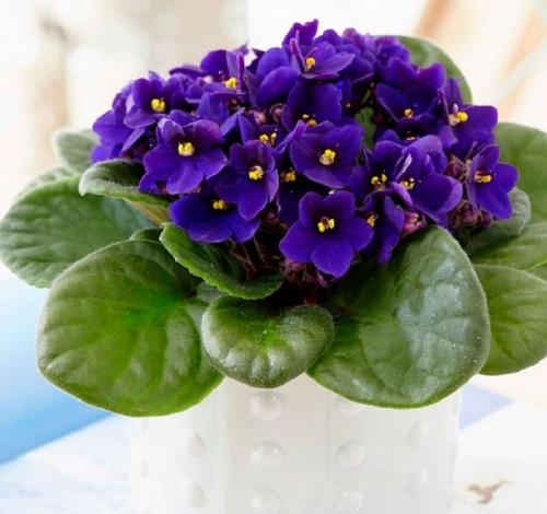 Легенды о цветах: История и символика 02