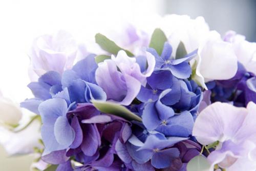 Как гортензия использовалась в древнем мире. Гортензии: история, происхождение и путешествие по миру