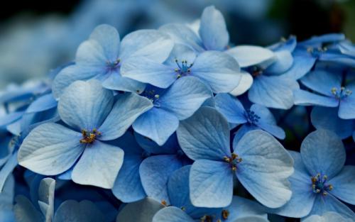 Как гортензия использовалась в древнем мире. Гортензии: история, происхождение и путешествие по миру