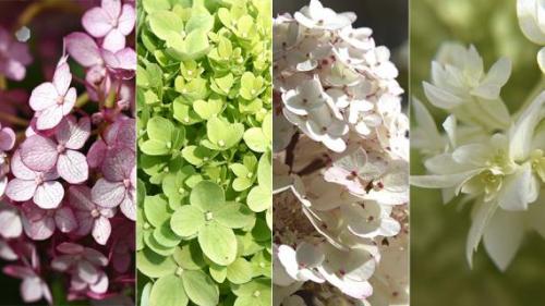 Как гортензия использовалась в древнем мире. Гортензии: история, происхождение и путешествие по миру