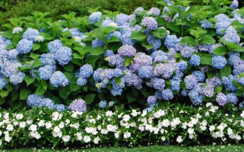 Как гортензия использовалась в древнем мире. Гортензии: история, происхождение и путешествие по миру