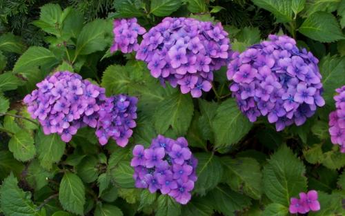 Как гортензия использовалась в древнем мире. Гортензии: история, происхождение и путешествие по миру