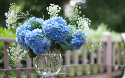 Как гортензия использовалась в древнем мире. Гортензии: история, происхождение и путешествие по миру