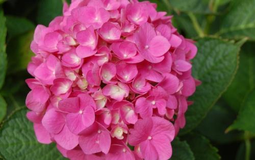 Как гортензия использовалась в древнем мире. Гортензии: история, происхождение и путешествие по миру