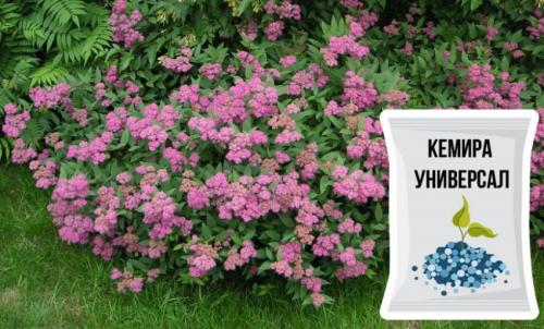 Спирея размножение делением куста. Спирея японская: размножаем, поливаем, подкармливаем, полный календарь ухода на сезон 17 Спирея размножение делением куста. Спирея японская: размножаем, поливаем, подкармливаем, полный календарь ухода на сезон 17