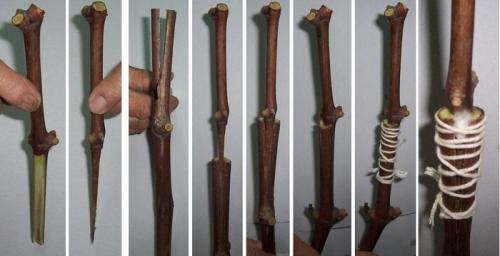 Как вырастить виноград из веточки. Способы размножения винограда в домашних условиях