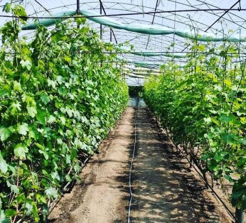 Виноград для начинающих от А до Я. Все этапы выращивания винограда от А до Я