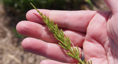 Хвощ полевой для женщин. От чего помогает хвощ полевой