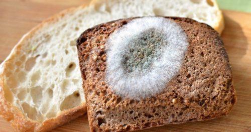 Быстро Плесневеет хлеб, что делать. 3 причины, по которым покупной хлеб быстро Плесневеет