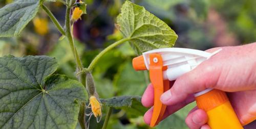 Борная кислота для огурцов и помидор. Борная кислота для томатов