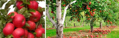 Какие из семи деревьев и кустарников наиболее устойчивы к болезням. ОСНОВНЫЕ ДОСТОИНСТВА НАШИХ ЛУЧШИХ СОРТОВ ЯБЛОНИ