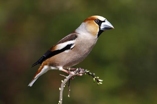 Какие полезные свойства имеют эти деревья и кустарники. Эстетам и гурманам. Какие деревья и кустарники полезны и людям, и птицам