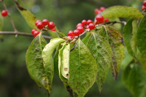7 деревьев и кустарников. Жимолость Маака